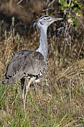 Kori Bustard (Ardeotis kori) Botswana