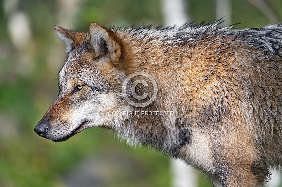 Profile of a wolf