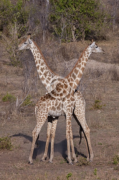 Giraffe - Botswana