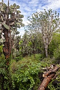 Dense foliage - Galapagos Islands