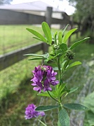 Lucerne Flower