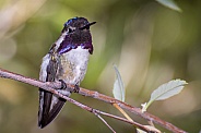 Costa's Hummingbird (Male)