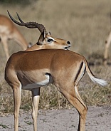 Impala - Savuti region of Botswana