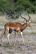 Impala Antelope - Botswana