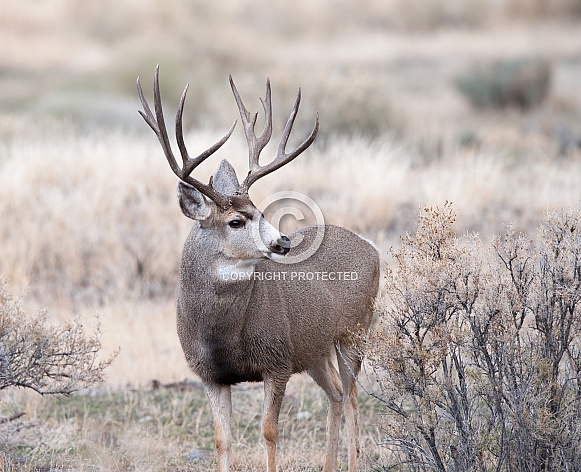 Wild Mule Deer Buck