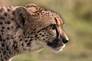 Cheetah Side Profile