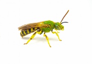 Agapostemon splendens - brown winged striped metallic green sweat bee - species in the family Halictidae isolated on white background. Green shiny iridescence with yellow pollen.  Side profile view