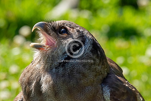 Verreaux's eagle-owl close-up portrait