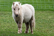 Miniture Shetland Pony