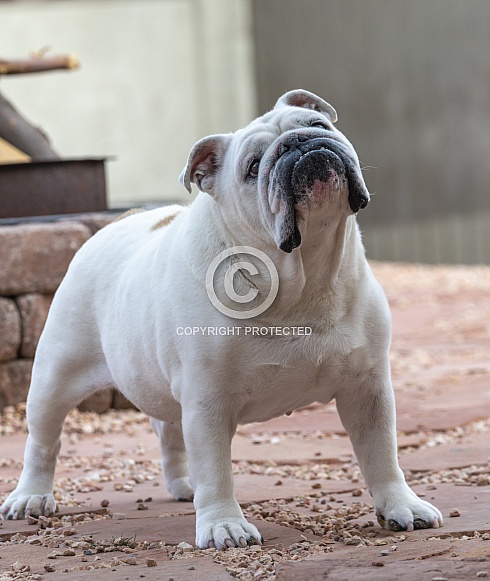 Adult white bulldog posing outside