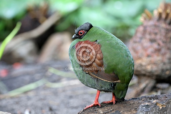 Crested partridge (Rollulus rouloul)