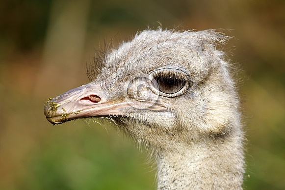 common ostrich (Struthio camelus australis)