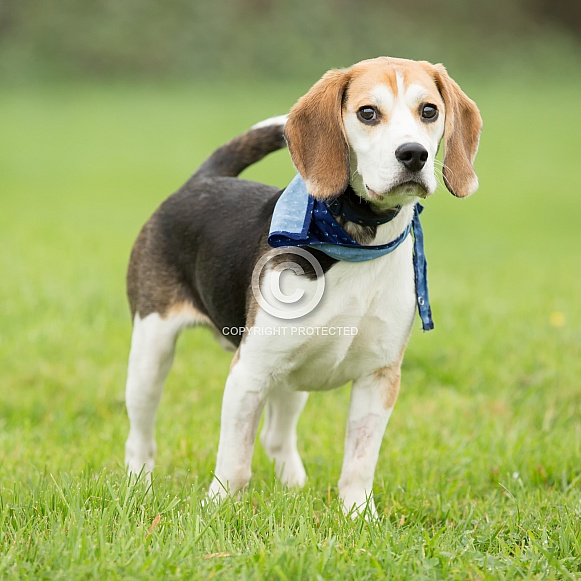 Aged Beagle