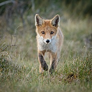 Red Fox Juvenile