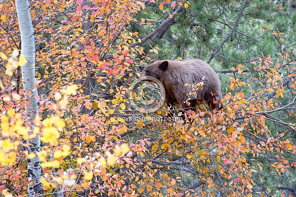 Black Bear in Hawthorn Tree