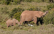 Mother and baby Elephant