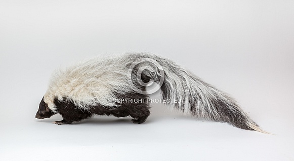 Striped Skunk Isolated on White Background