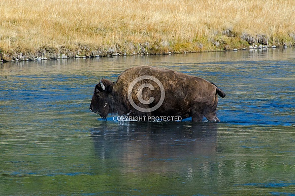 Bison on the Firehole River