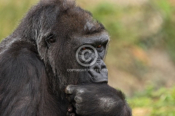 Female Western Lowland Gorilla Sucking Her Thumb