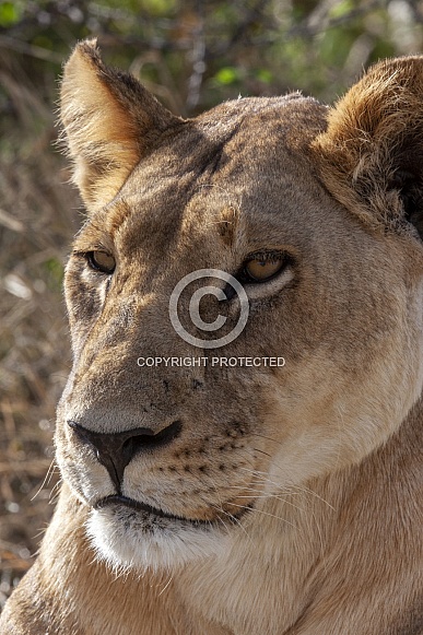 Lioness in the Savuti region of Botswana