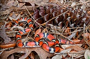 Florida Scarlet Snake - Cemophora coccinea - on turkey oak leaves