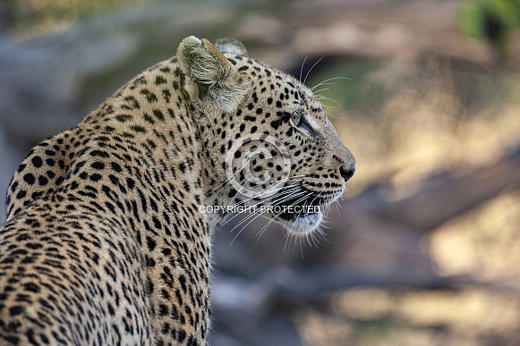 Leopard (Panthera pardus) Botswana