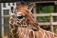 Reticulated Giraffe Calf Close Up Head Shot
