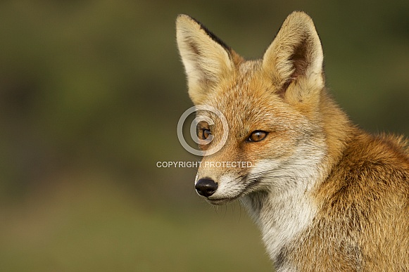 Red Fox portrait
