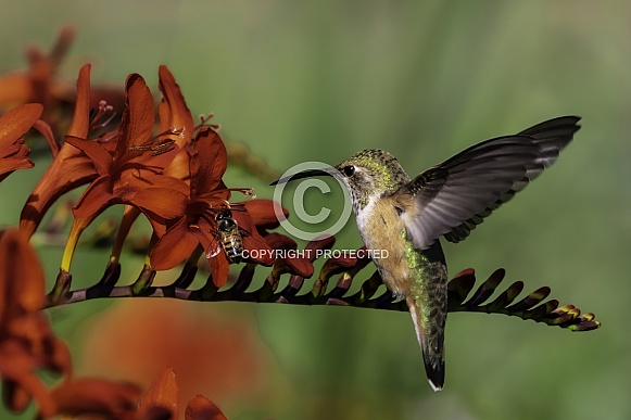 Hummingbird—Wait Your Turn