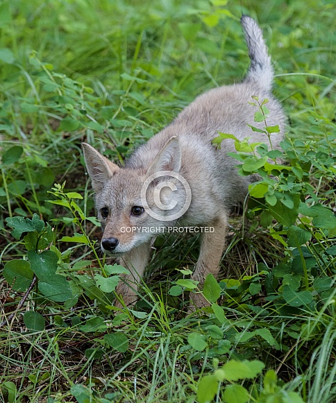 A Baby Coyote