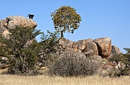 Damaraland Landscape - Namibia
