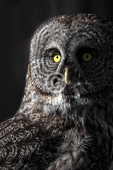Great Grey Owl--Sundown Great Grey