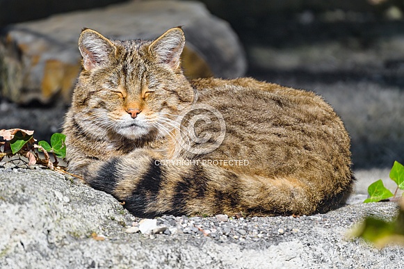 Wildcat sleeping
