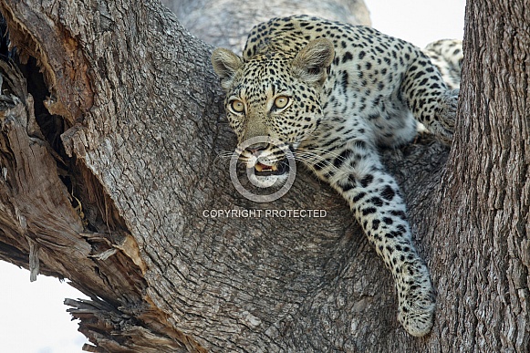 African Leopard (wild)