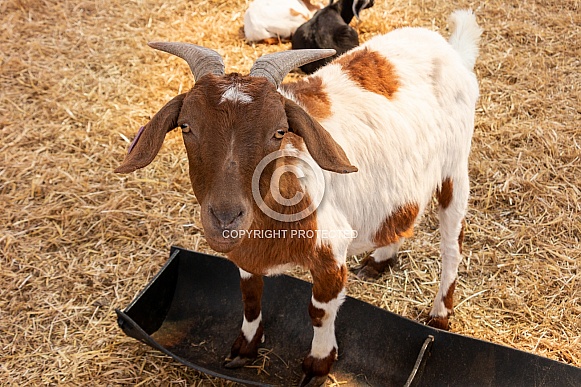 Goat Standing Up Full Body