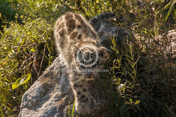 Snow Leopard Cub On Rock Amongst Grass