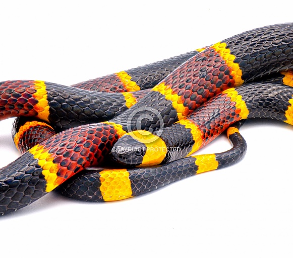 Venomous Eastern coral snake - Micrurus fulvius - close up macro of head, eye and pattern with great scale detail isolated on white background