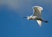 Little Egret in Flight