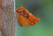 Pointed Leafwing