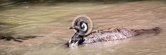 Emu in the water