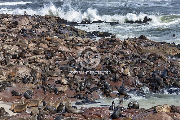 Cape Fur Seals (Arctocephalus pusillus)