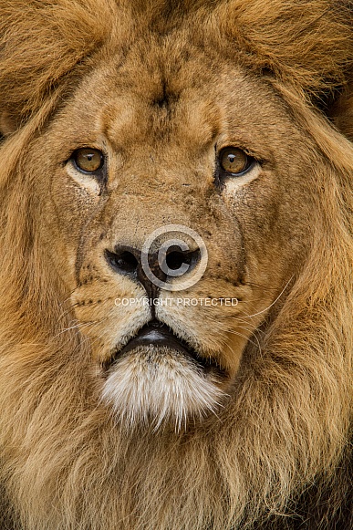 Lion Ceasar