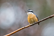 Red-breasted Nuthatch Perched on a Branch