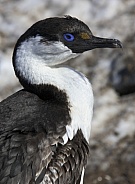 Blue-eyed Shag - Antarctica