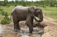 Bathing African Elephant (wild)