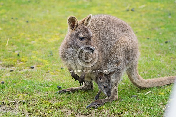Wallaby and Joey