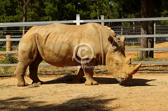 African White Rhino