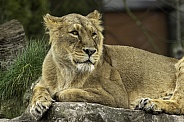 Asiatic lion , resting