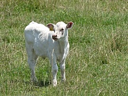 Calf in Field