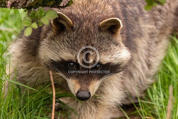 Raccoon Close Up Peeking Under Branch